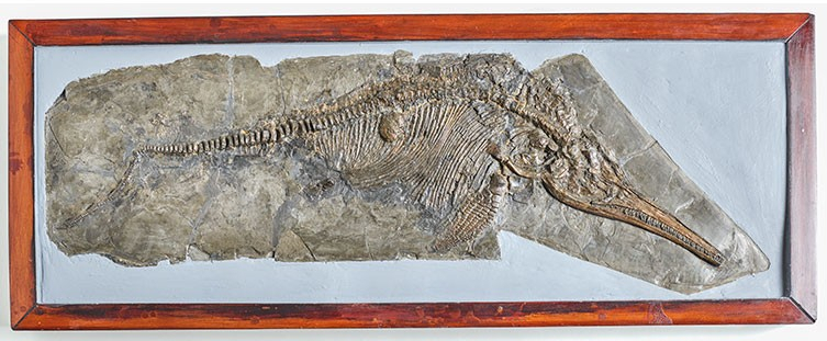 mary-anning-ichthyosaur-framed-two-column.jpg.thumb_.768.768